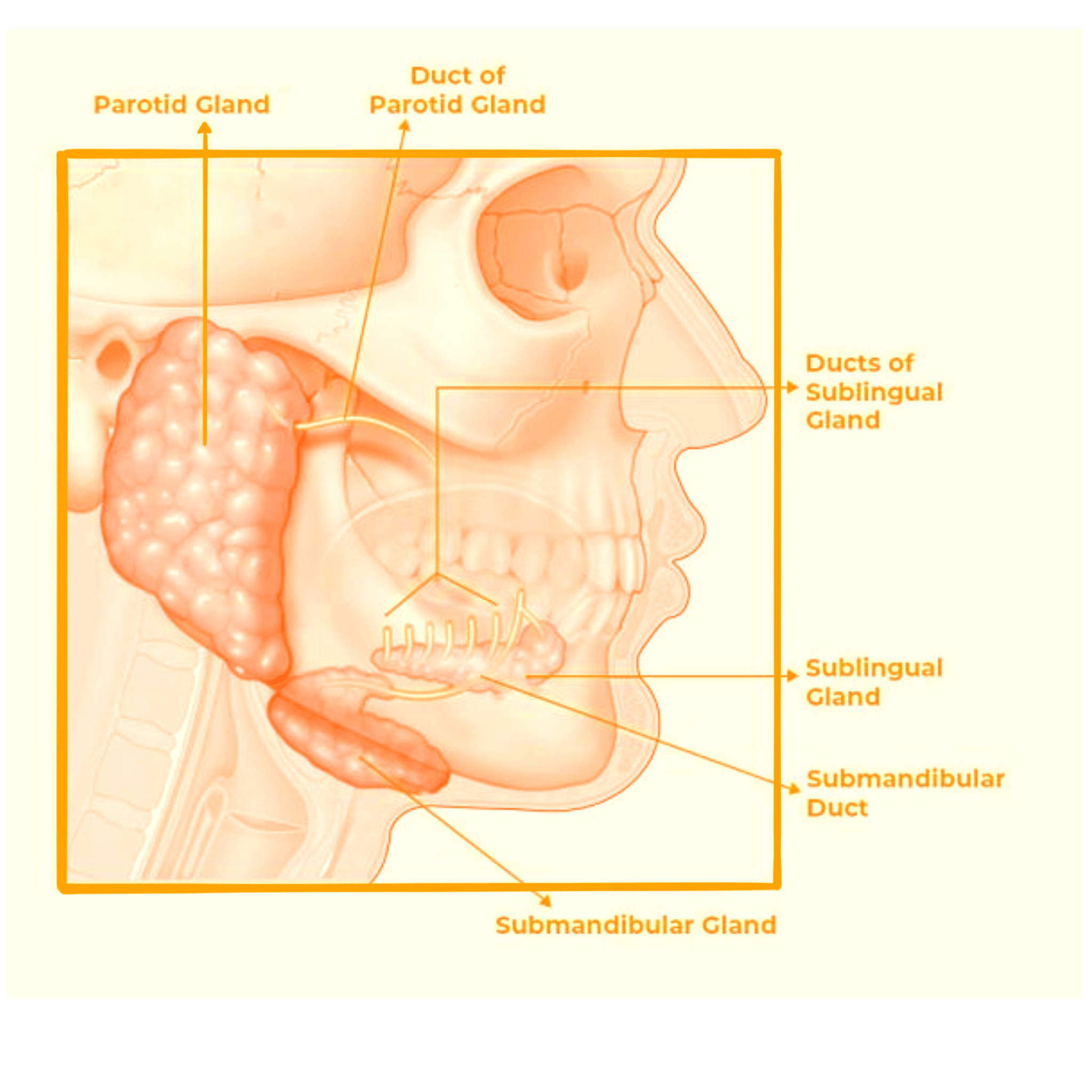 Deep Plane Facelift - o2 Clinic Deep Plane Facelift - o2 Clinic